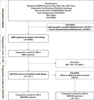 Risk stratification system and visualized dynamic nomogram constructed for predicting diagnosis and prognosis in rare male breast cancer patients with bone metastases